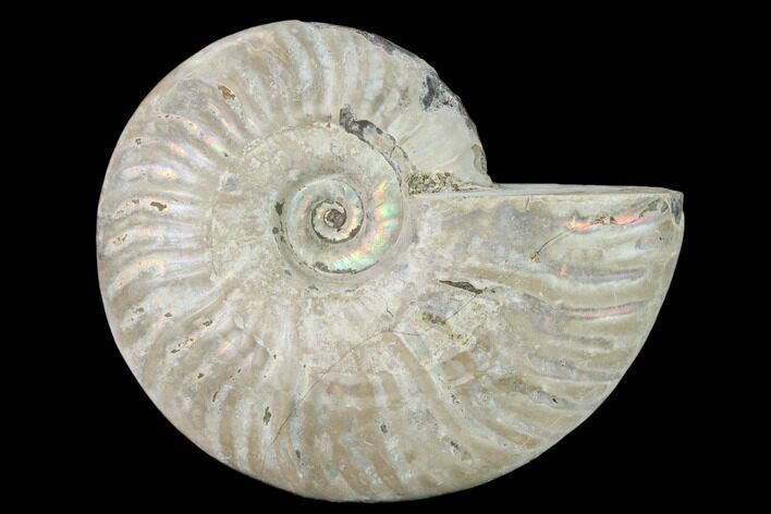 Silver Iridescent Ammonite (Cleoniceras) Fossil - Madagascar #157159